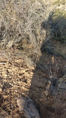 Eriogonum microtheca simpsonii
