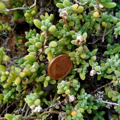 Drosanthemum hispidum