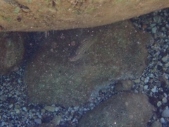 Epinephelus costae