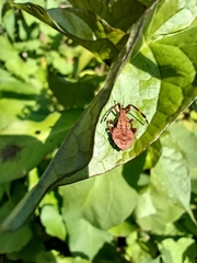 Coreus marginatus