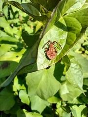 Coreus marginatus