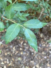 Ilex vomitoria
