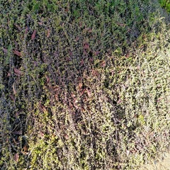 Drosanthemum hispidum