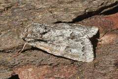 Acronicta menyanthidis
