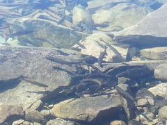 Oncorhynchus clarkii