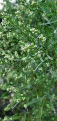 Baccharis neglecta