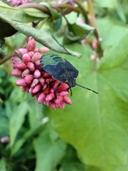 Palomena prasina