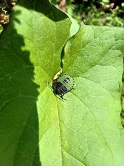 Palomena prasina