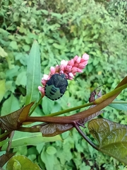 Palomena prasina