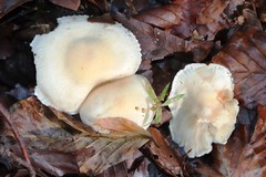 Cystoderma carcharias