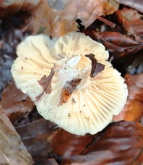 Cystoderma carcharias
