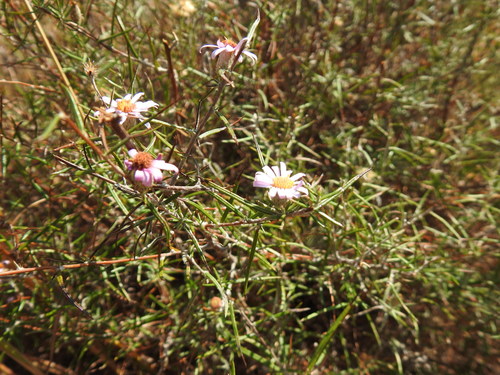 Image of Athrixia elata by (c) Matthew Fainman, some rights reserved (CC BY)