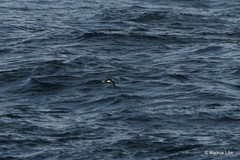 Pelecanoides magellani