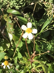 Bidens alba