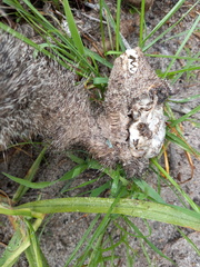 Herpestes pulverulentus