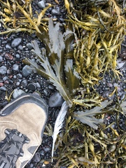 Fucus serratus