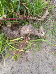 Herpestes pulverulentus