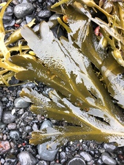Fucus serratus