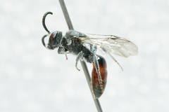 Sphecodes davisii