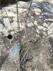 Aristida dichotoma
