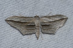 Arcobara multilineata