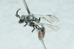 Sphecodes davisii
