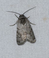 Sympistis sectilis