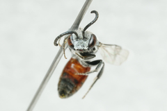Sphecodes davisii