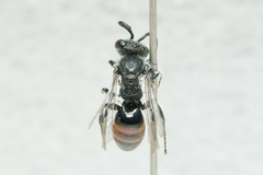 Sphecodes davisii