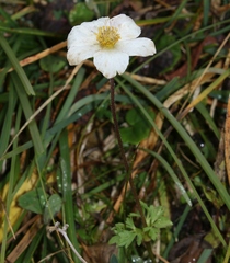 Anemonoides baldensis