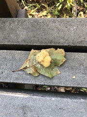 Callirhytis infuscata