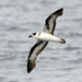 Black-capped Petrel - Photo (c) cotinis, some rights reserved (CC BY-NC-SA)
