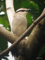 Tchagra australis emini