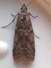 Oreana unicolorella