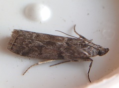 Oreana unicolorella