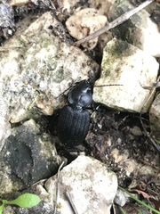Licinus silphoides