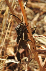 Petascelis remipes