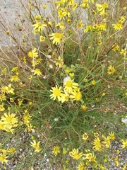 Senecio inaequidens
