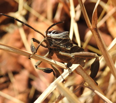 Petascelis remipes