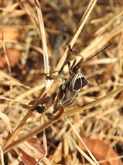 Petascelis remipes