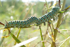 Papilio machaon pikei