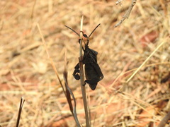 Petascelis remipes