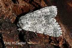 Acronicta euphorbiae