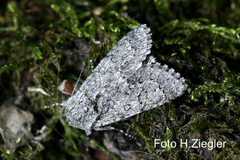 Acronicta euphorbiae