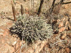 Euphorbia schinzii