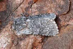 Acronicta euphorbiae
