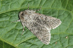 Acronicta euphorbiae
