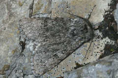 Acronicta euphorbiae