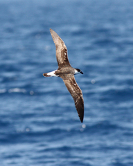 Black-Capped Petrel photo 2