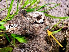 Herpestes pulverulentus